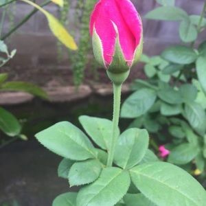 Meet your Posher, Flor